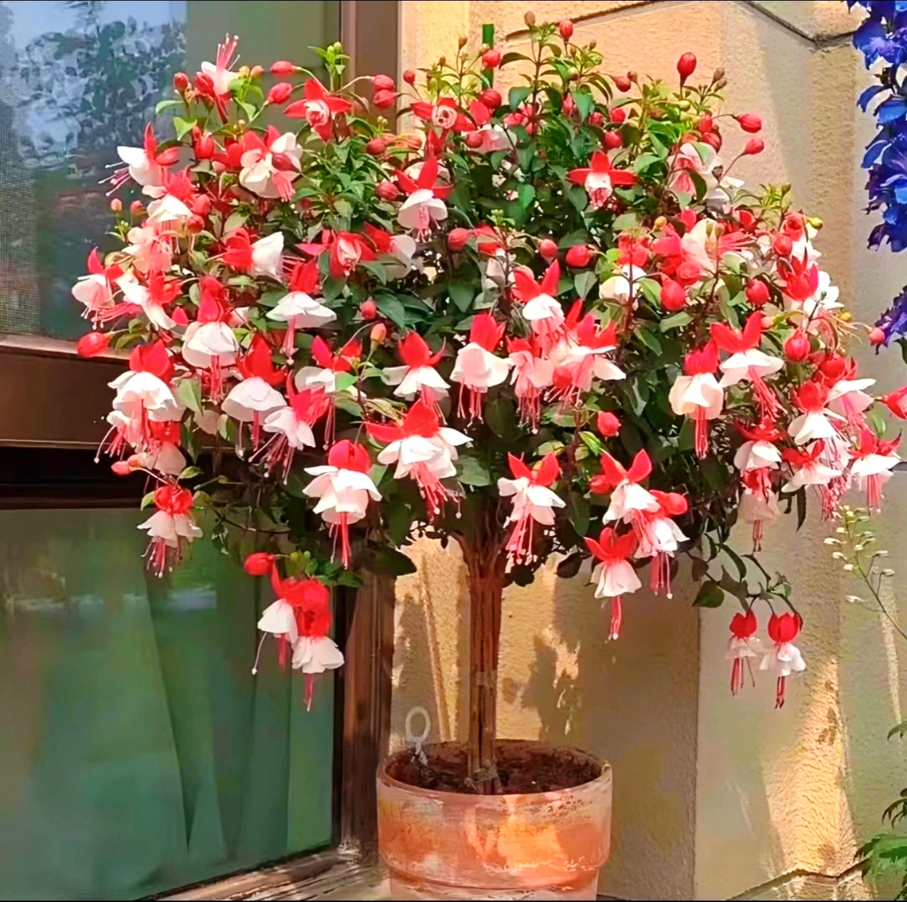 云花基地【1加仑少女心棒棒糖】百叶裙倒挂金钟灯笼花带花卉