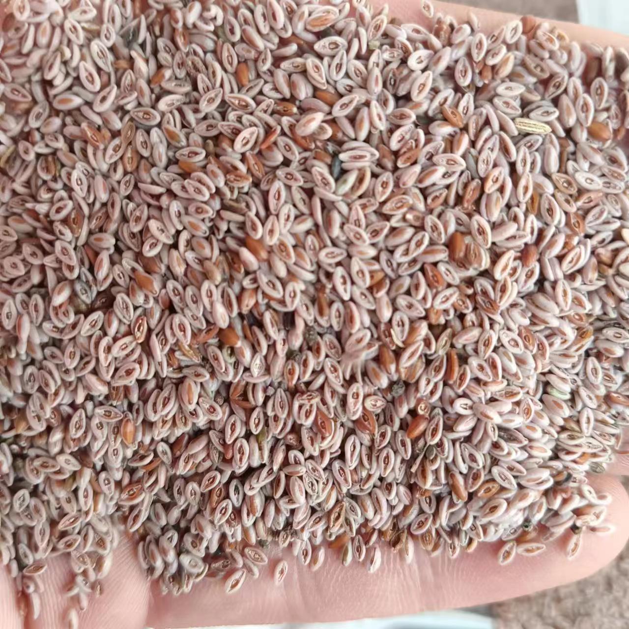 小雅云腾【藏莲荚】 云南土货