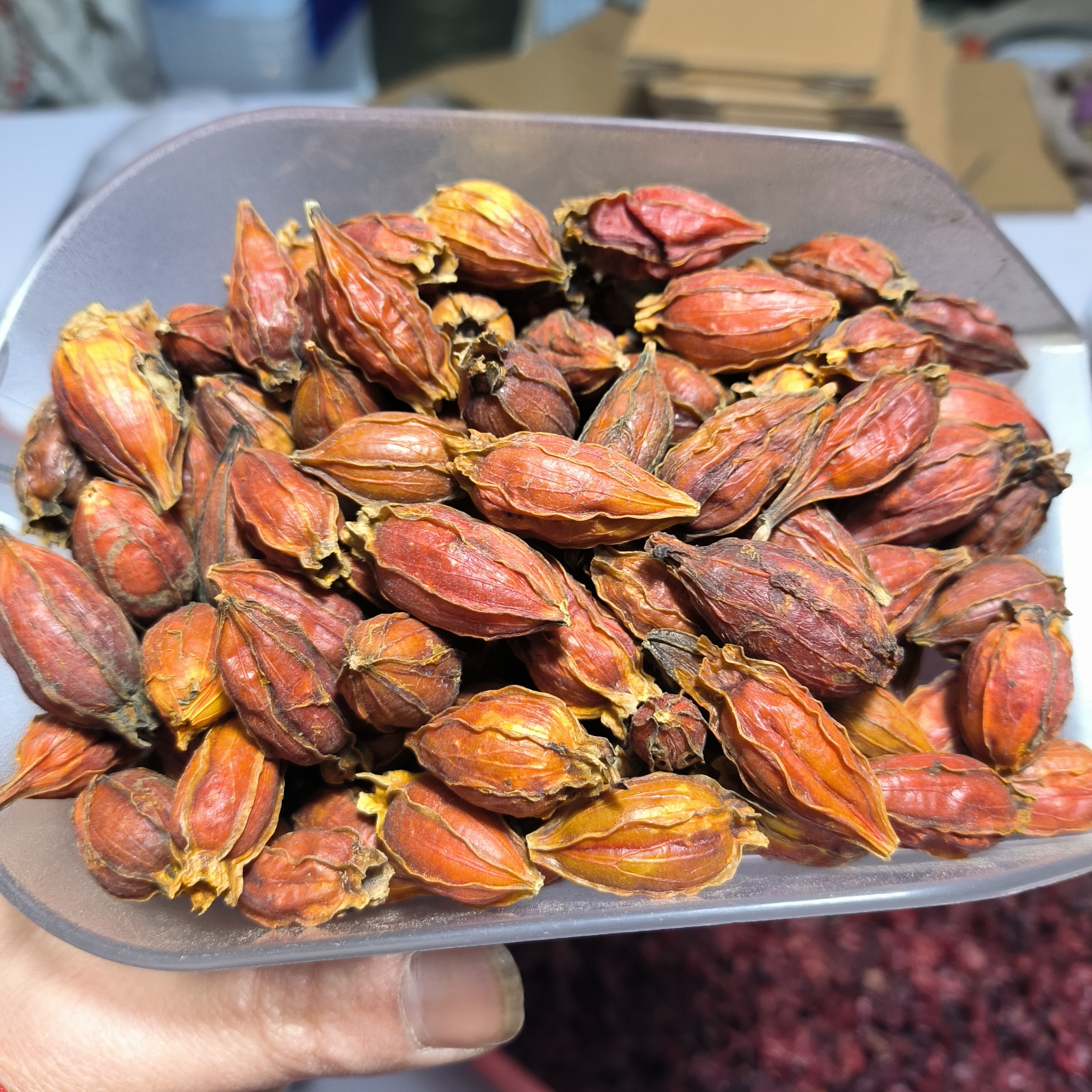 栀子 江西栀子大山采摘农家自晒整个100克/250克/500克包邮