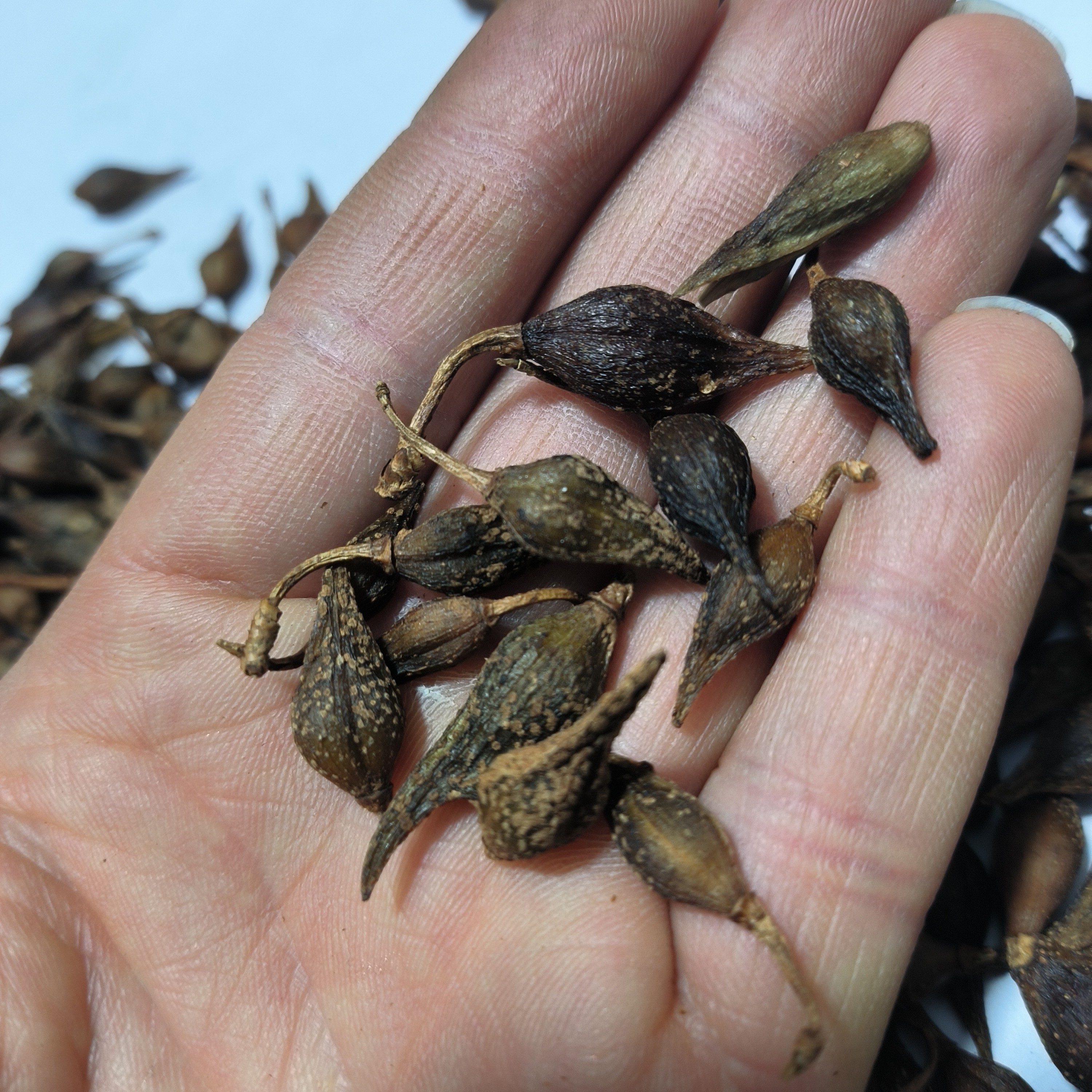 野生连桥新货水煮连翘农家自采