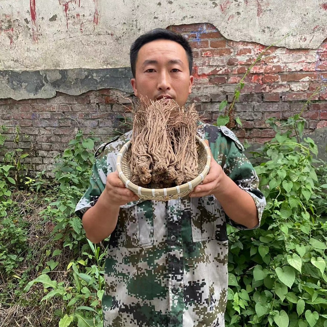 甘肃当归 当归个子 片子新货原色当归包邮