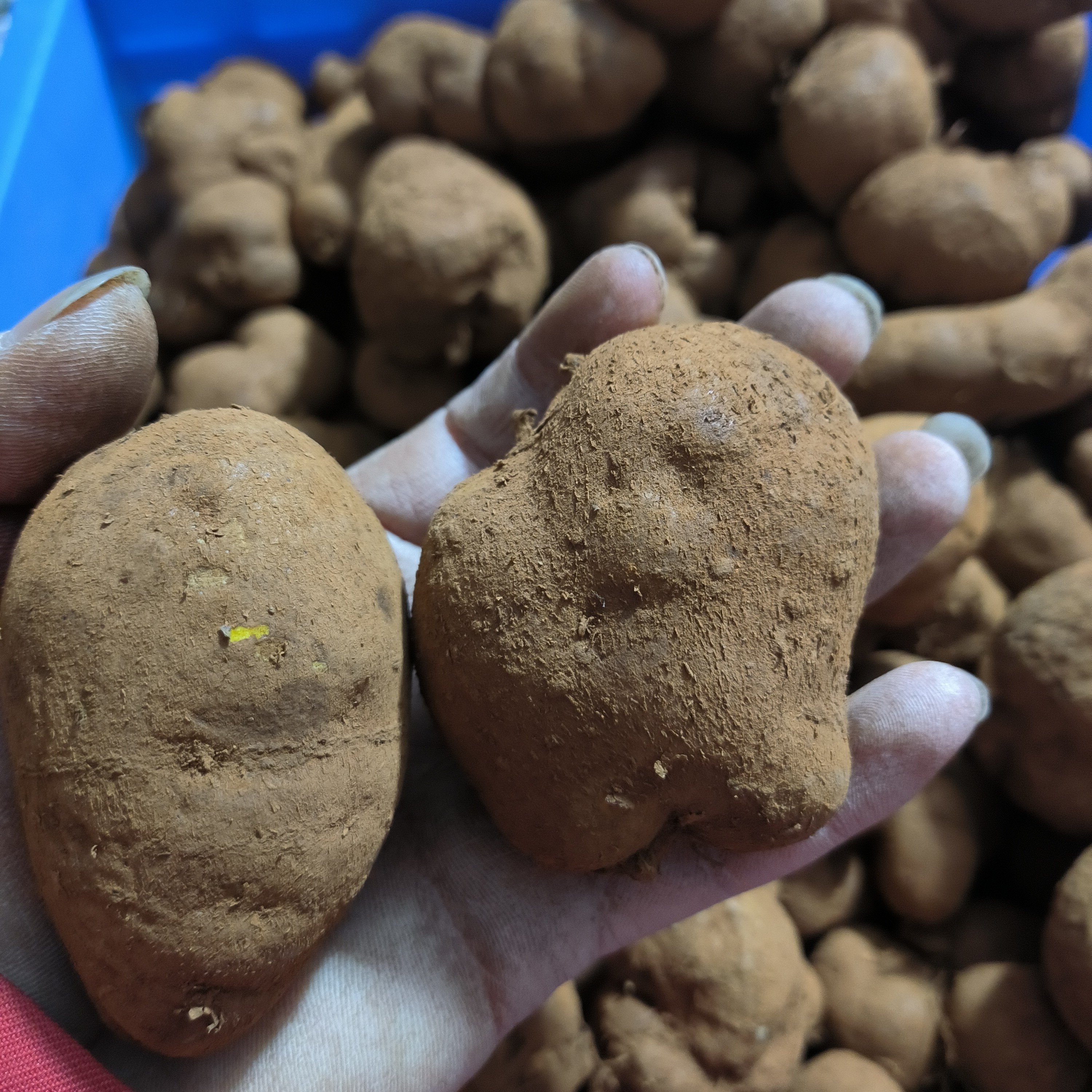 地苦胆金果榄九牛胆