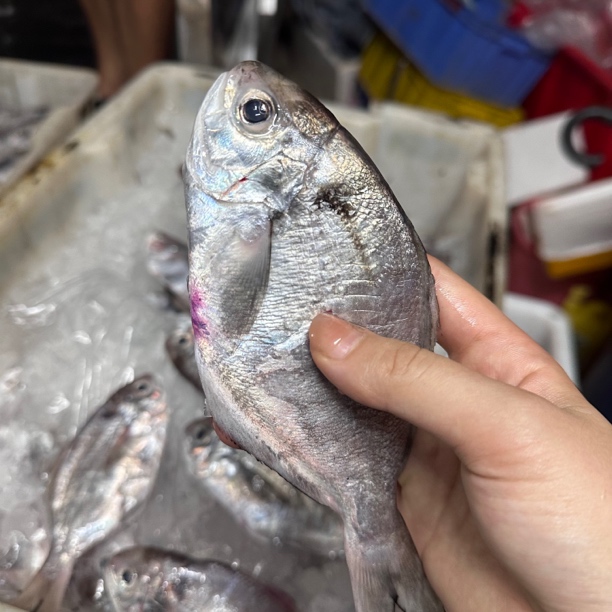 【南鲳鱼】惠来神泉本港肉鲳鱼