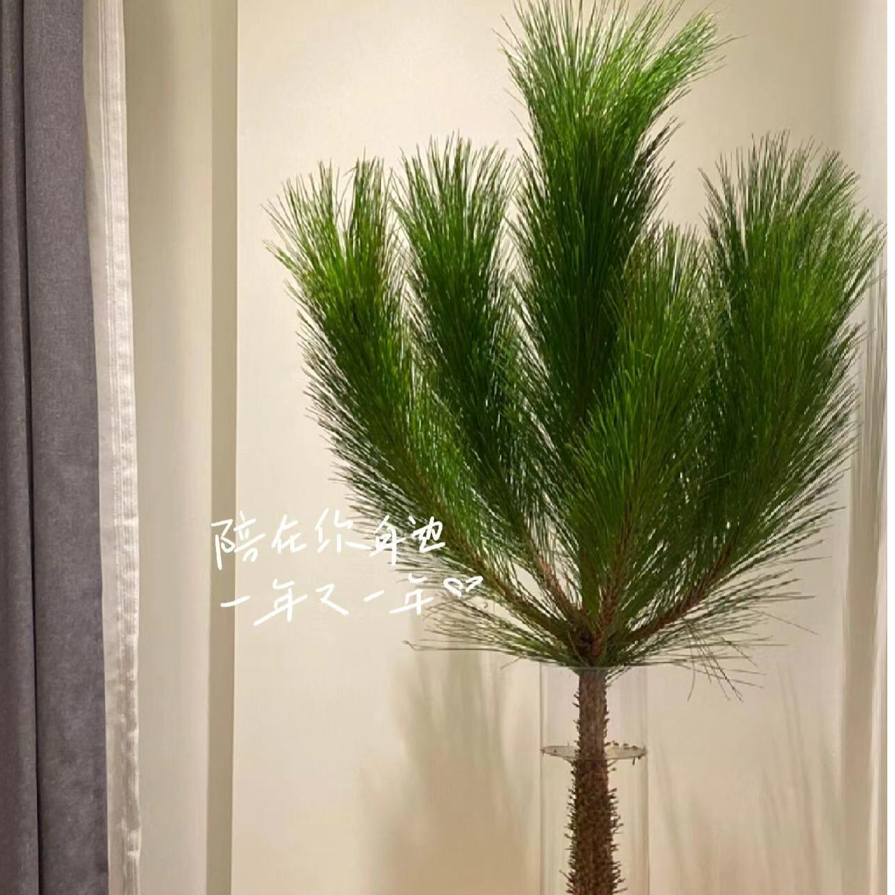 【马尾松】水培植物室内绿植鲜切枝斗南水养云南鲜花懒人花