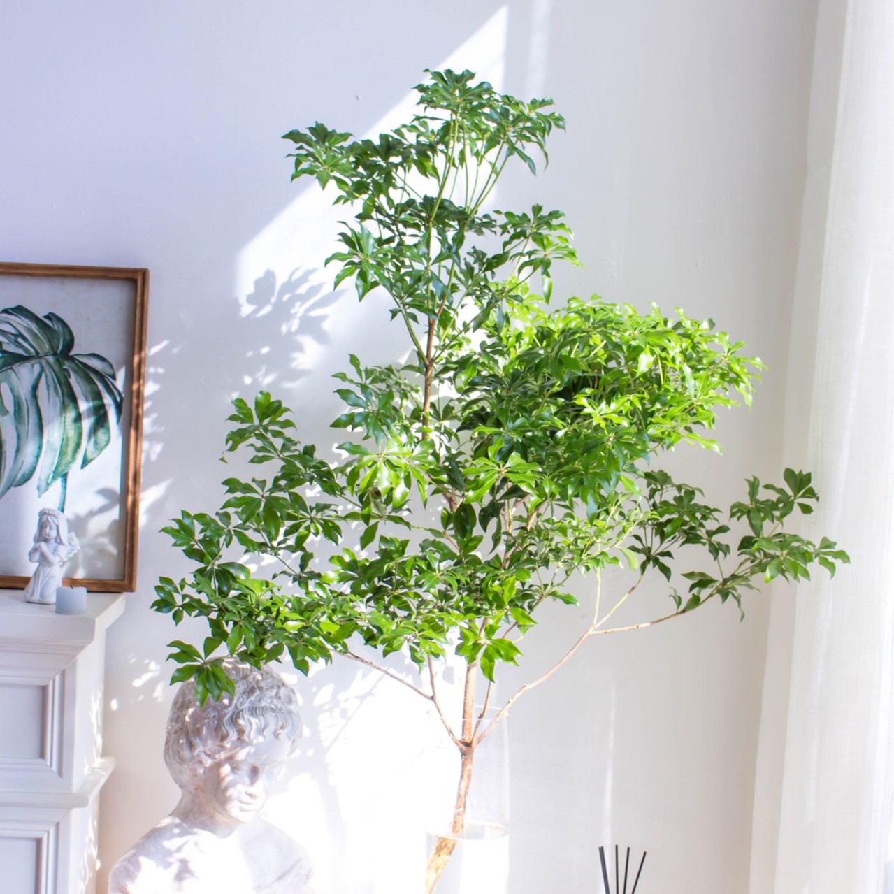 【进口马醉木】水培植物室内绿植鲜切枝斗南水养云南鲜花吊钟懒人