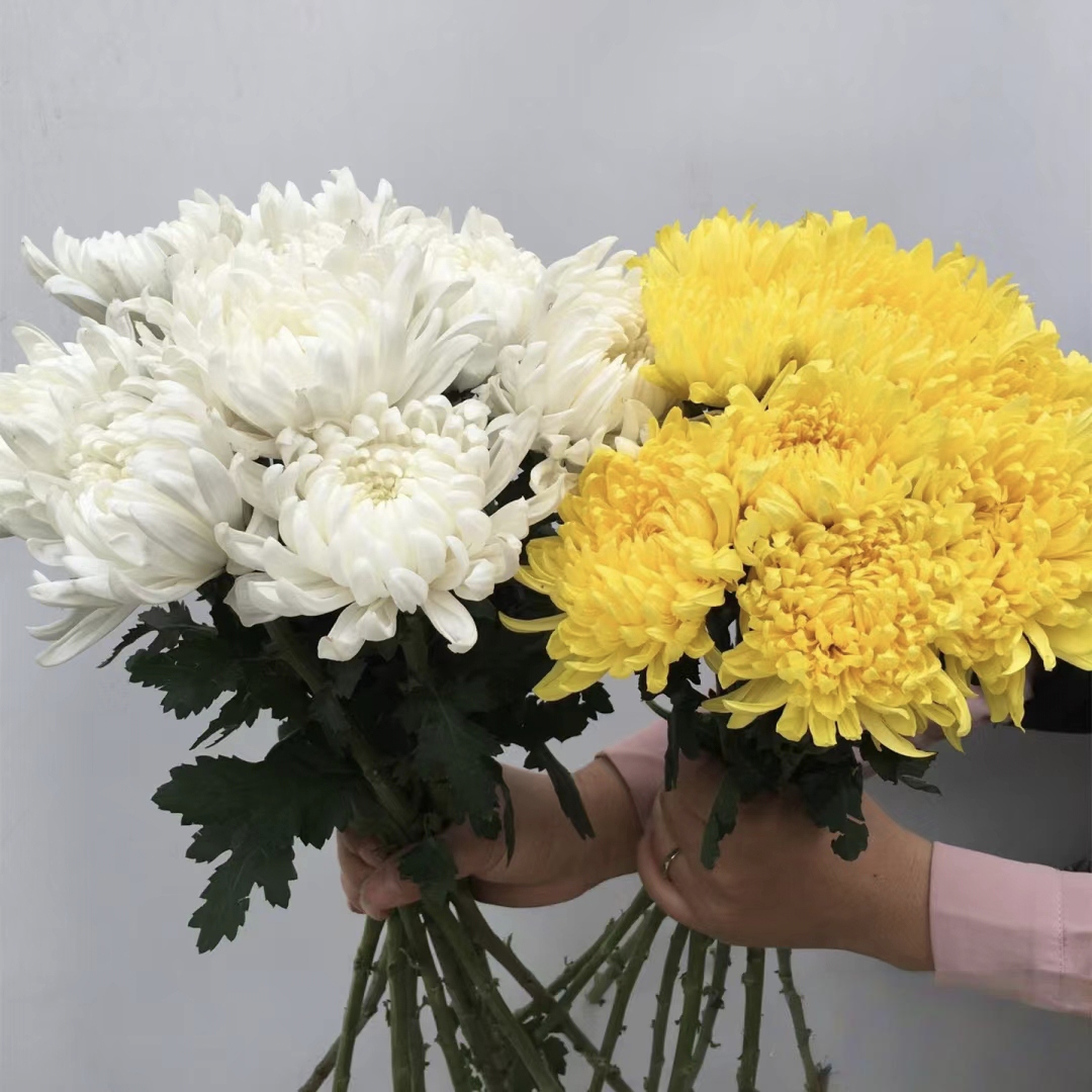 质量问题包售后新鲜菊花全国县市三环内免费送货上门