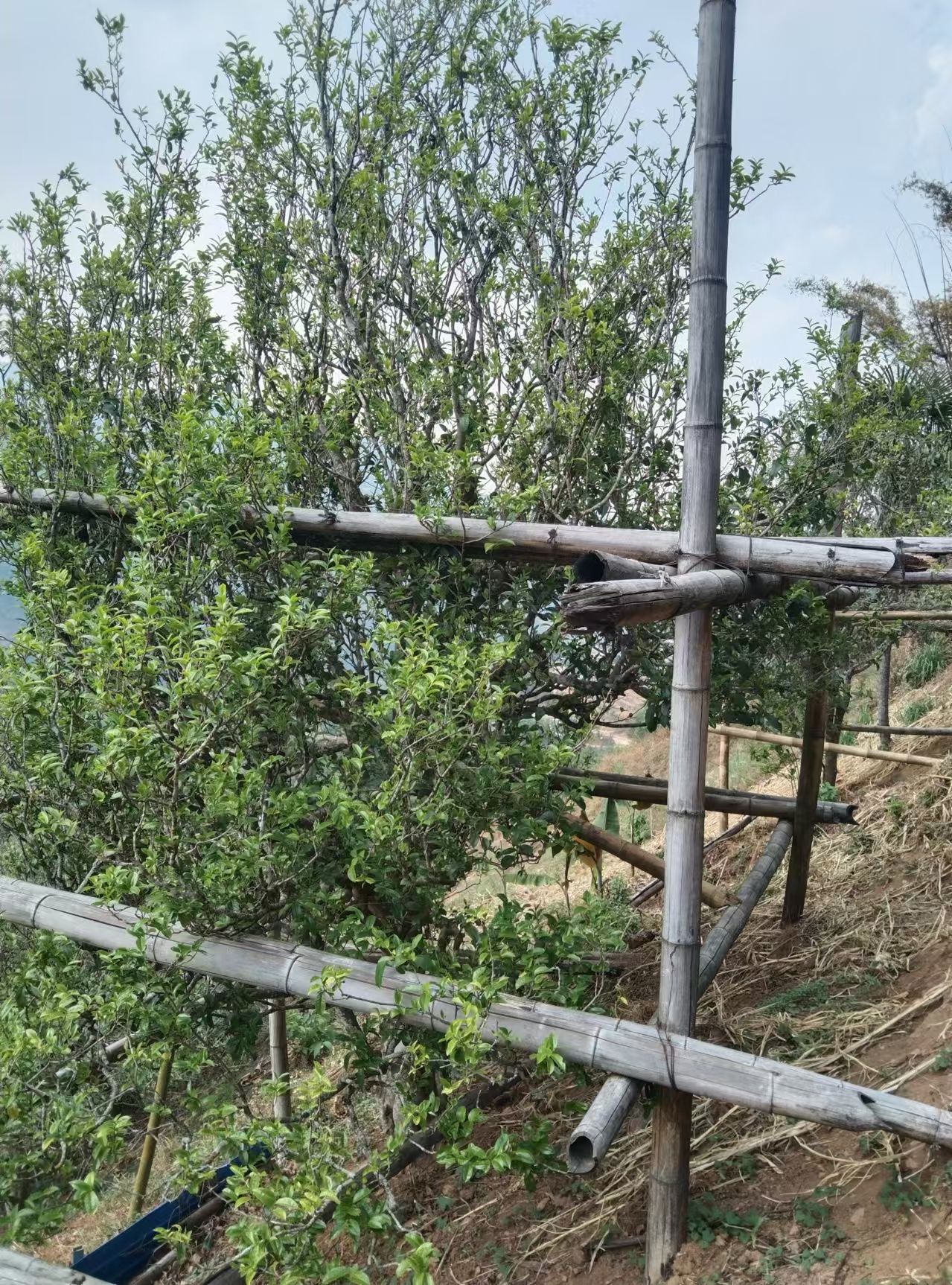 2021年坡脚古树春茶散料，500克