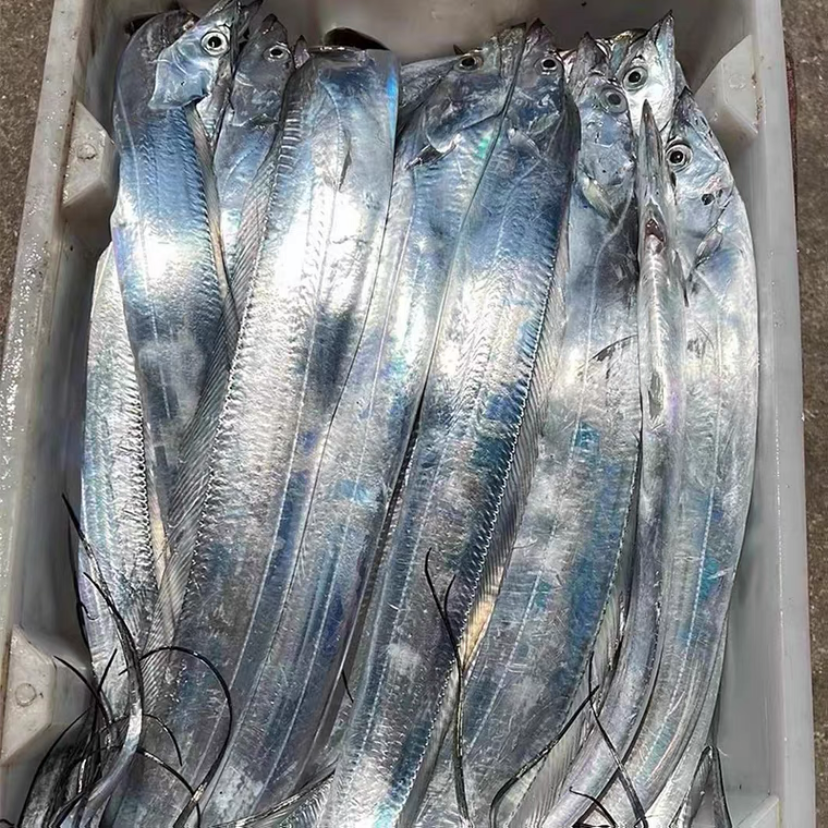 【洪姐专享】海钓小眼睛带鱼3-6两/条 轻微破肚断尾 顺丰包邮