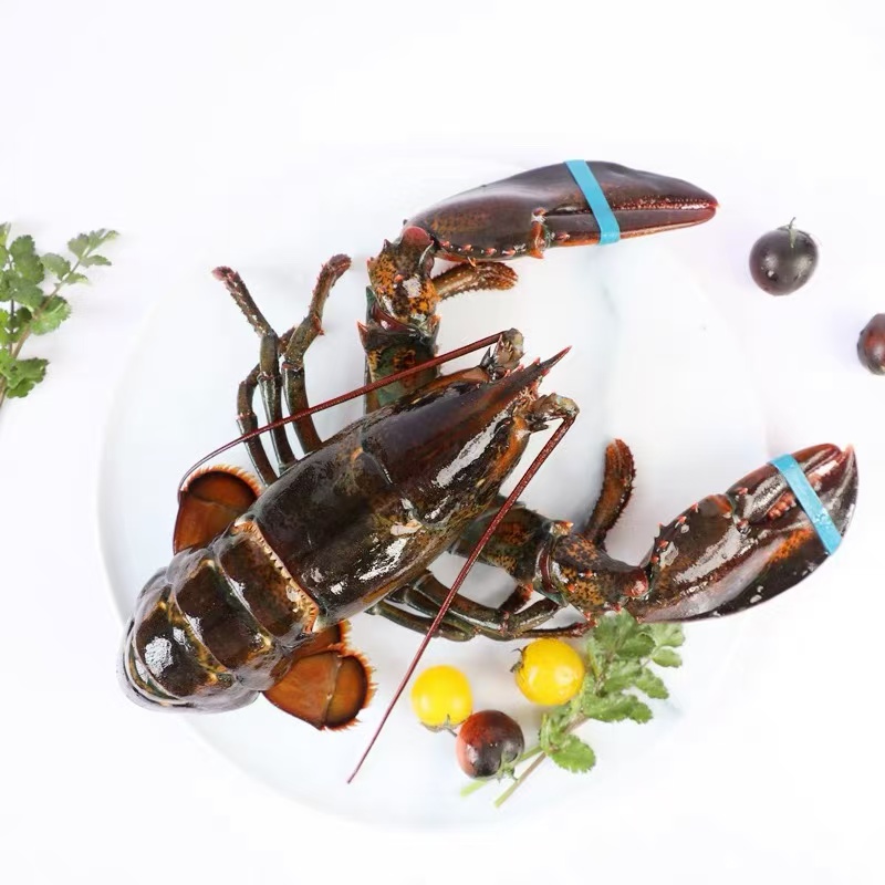 新鲜波龙波士顿龙虾全国速冻冷冻发货