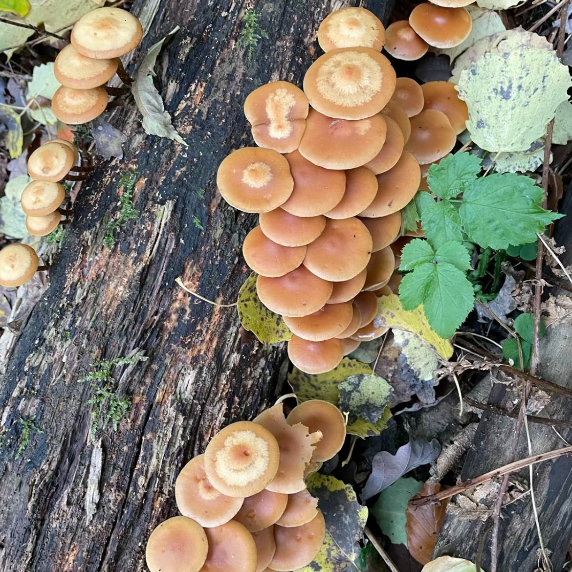 【野生香蕈】云南野生新鲜野生香菇香蕈野生菌营养煲汤爆炒食用产品