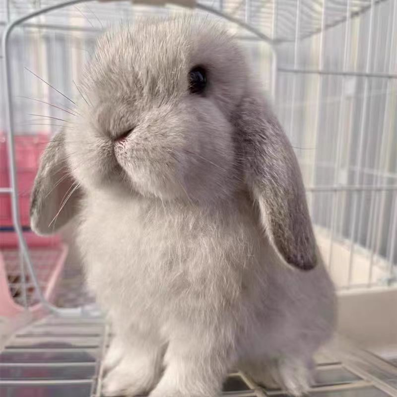 超萌好物兔子侏儒兔垂耳兔猫猫兔小型茶杯兔包邮