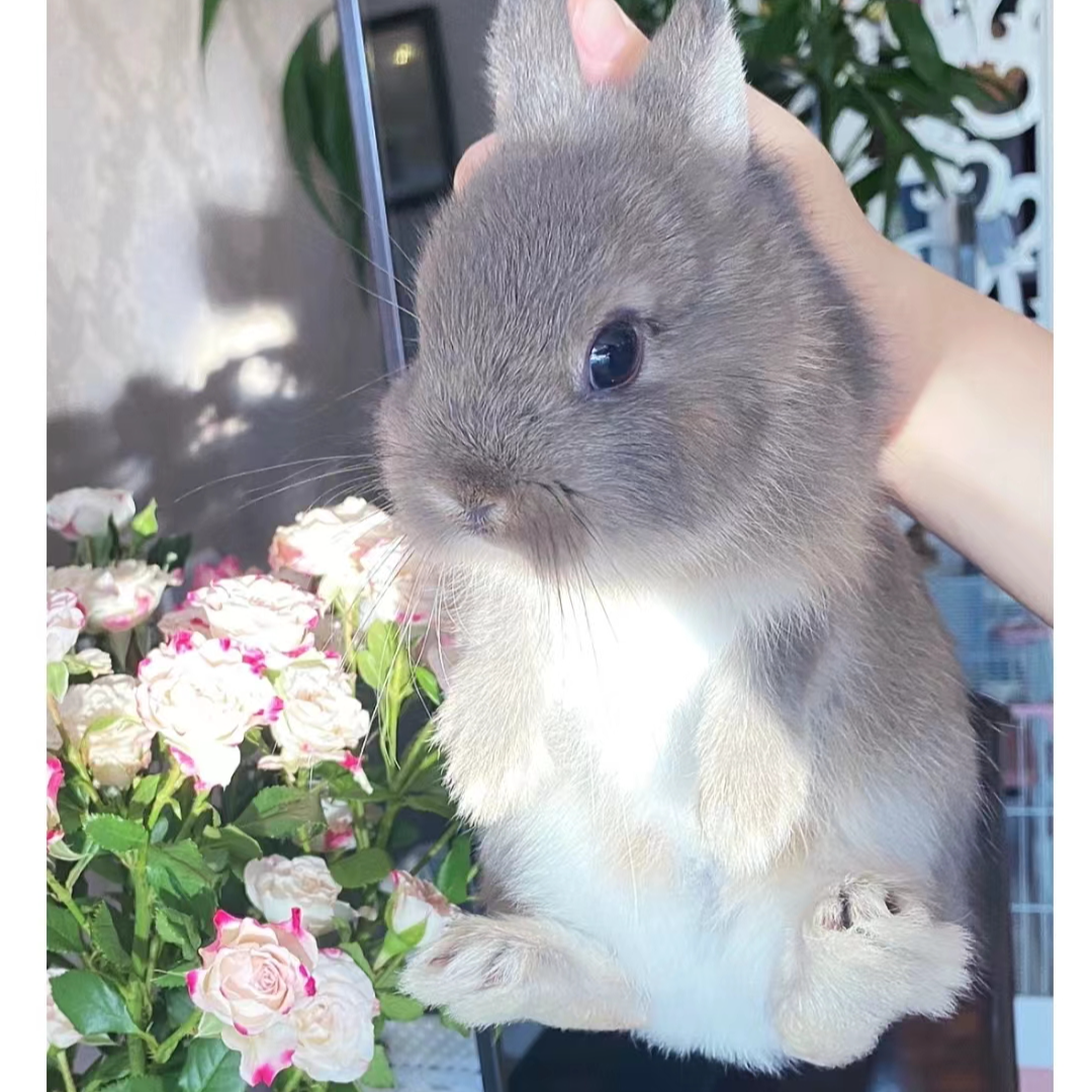 宠小兜超萌好物兔子侏儒兔垂耳兔猫猫兔茶杯兔兔子包邮