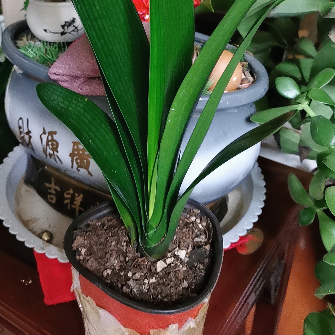 杨阿姨黄花君子兰苗 观叶观花客厅黄花