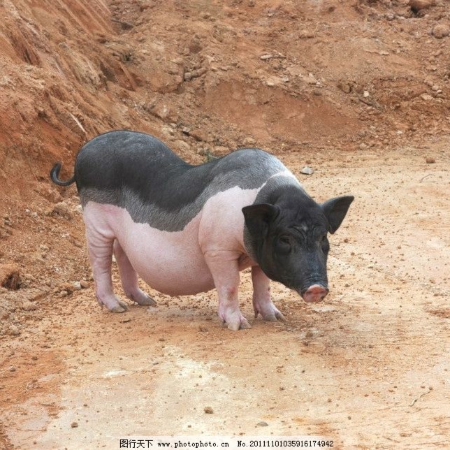 1号直播间改价 广西玉林陆川土猪肉 顺丰空运包邮 粮食土猪冷链