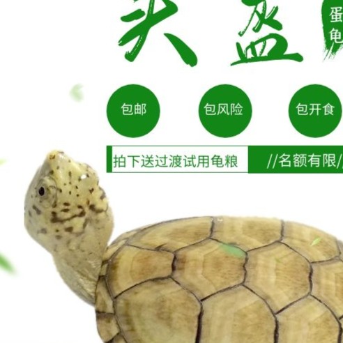 剃刀头盔麝香互动黄台安缘小青西锦东锦南锦杂直播链接宠物龟