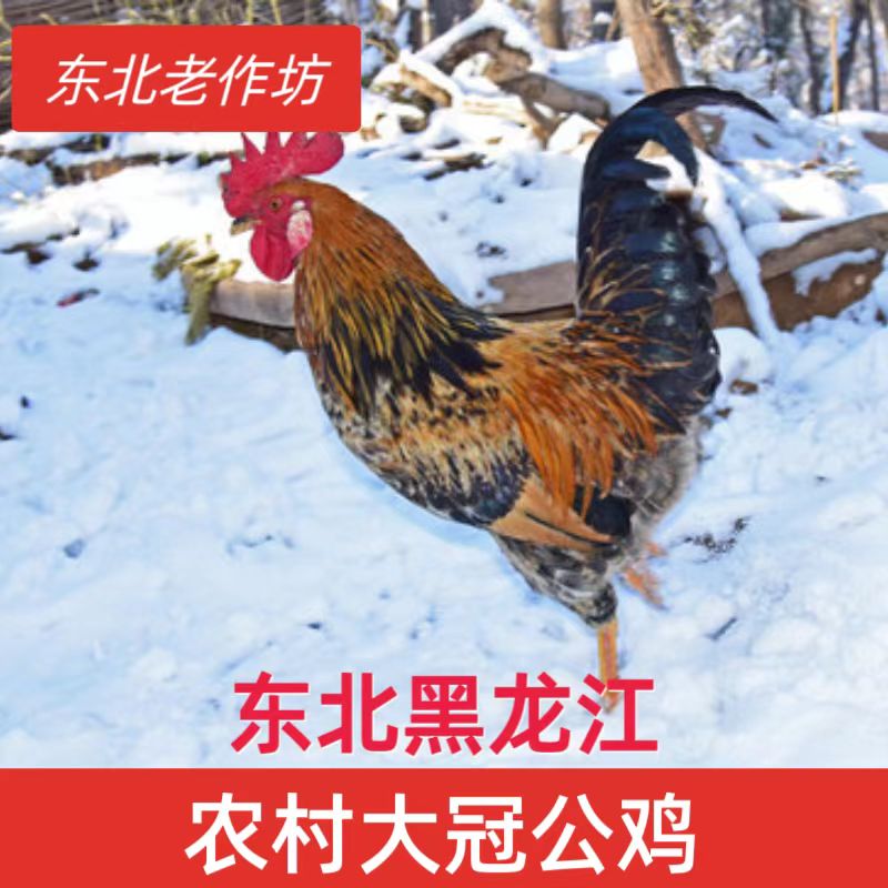 东北黑龙江农村大冠公鸡草原红公鸡