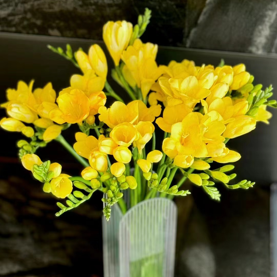 【沈阳鑫悦花坊鲜切花】小苍兰