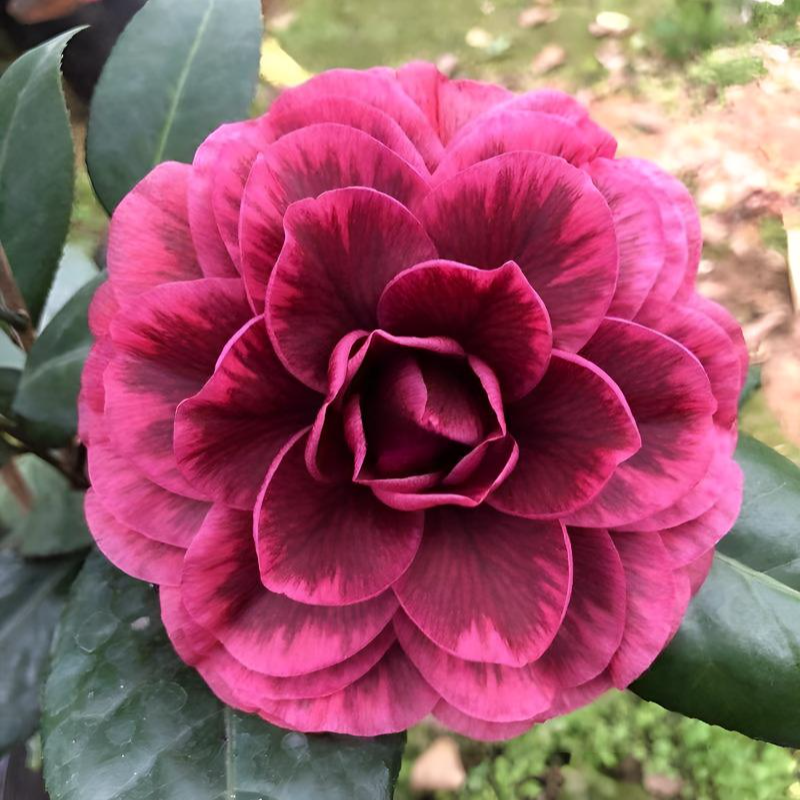 红叶贝拉茶花盆栽红色大花卉基地发货庭院阳台室内好养活绿植盆栽