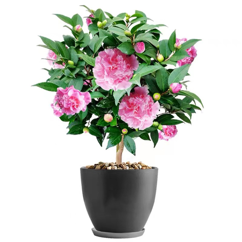 山茶花盆栽花卉树苗品种茶花四季常青庭院阳台室内绿植多色品种花