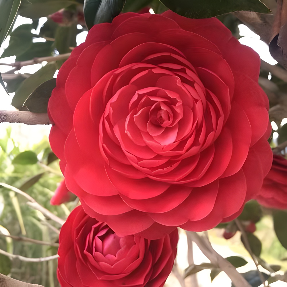 茶花盆栽红色花卉福建龙岩基地发货庭院阳台好养活绿植映子茶花