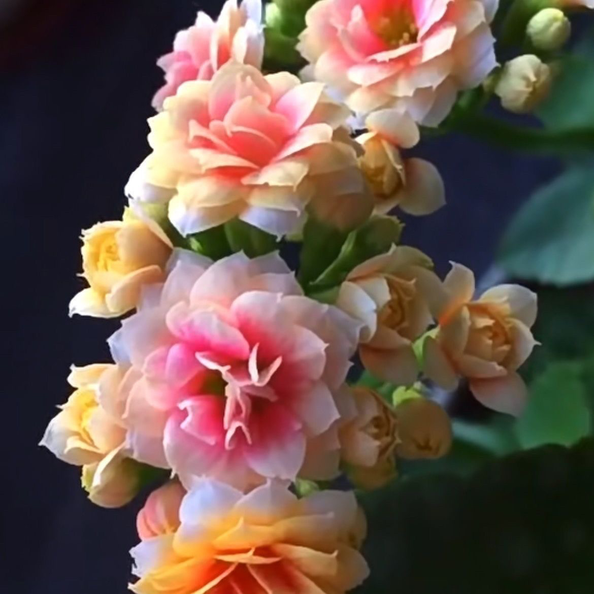 果冻一花多色长寿花110盆
