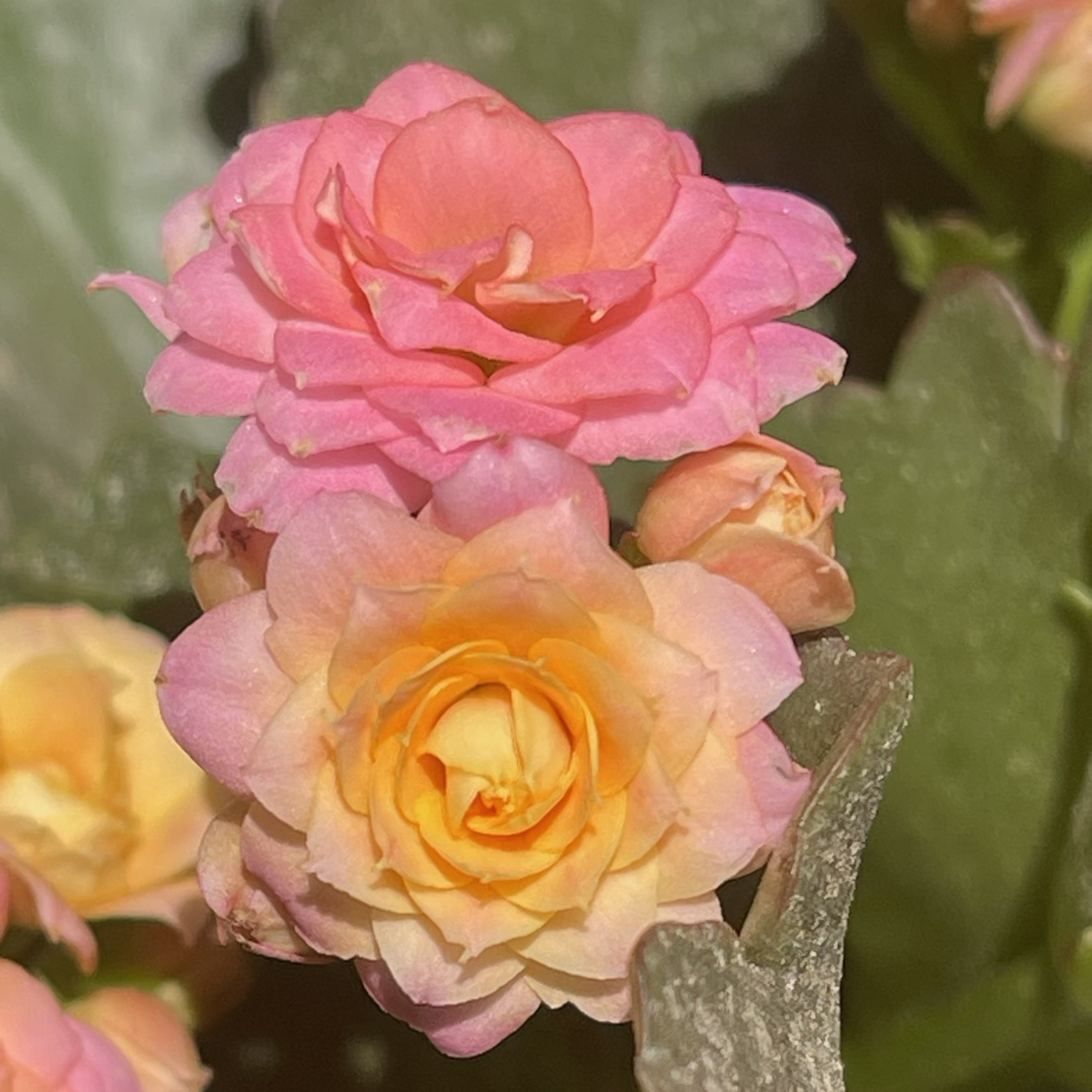【劳瑞拉】110盆重瓣带花苞长寿花