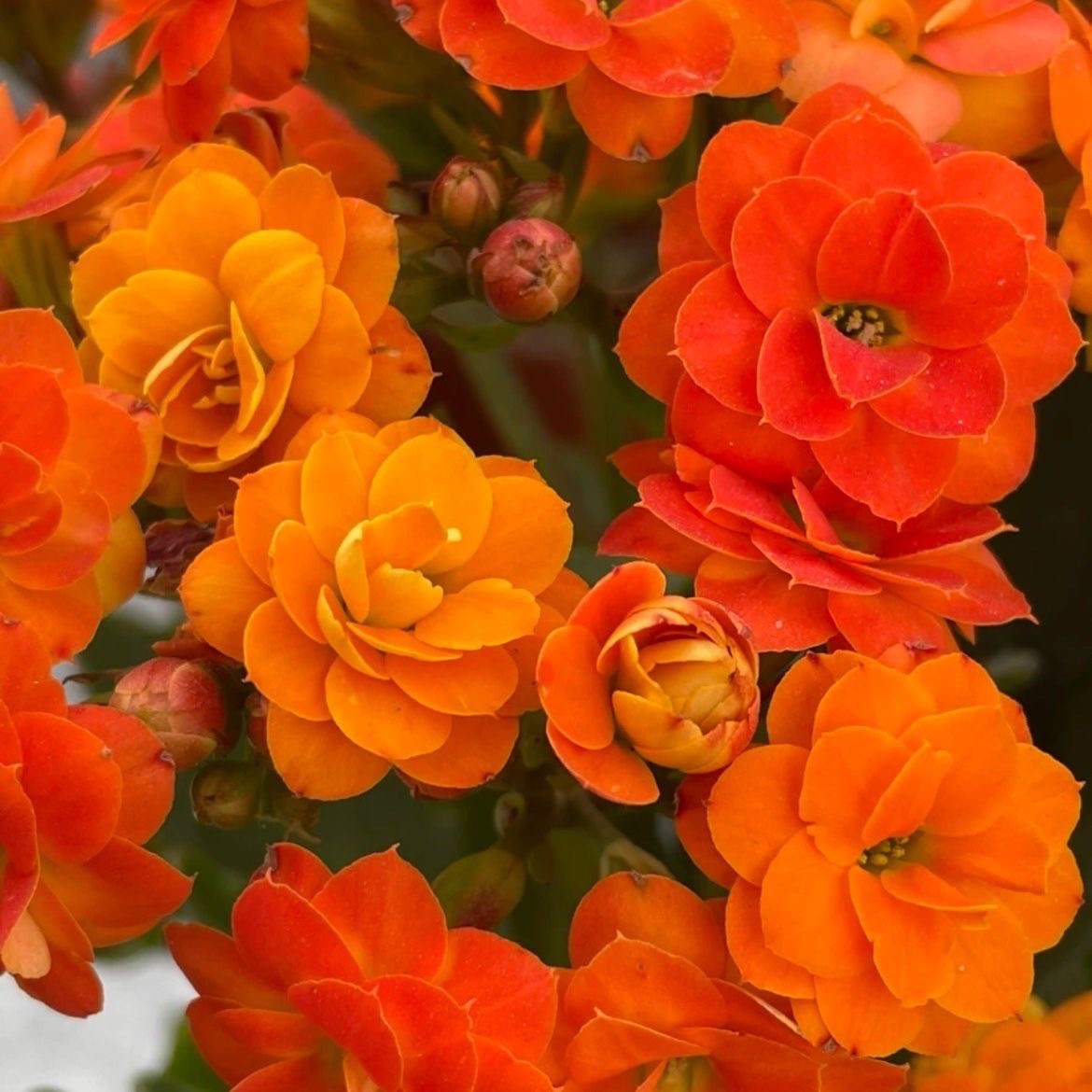 索尔丹黄橙渐变鹿角叶大花长寿110盆