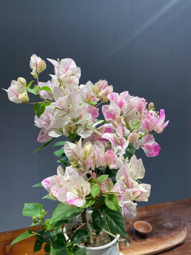 一物一拍【特价漳红樱】三角梅勤花品种