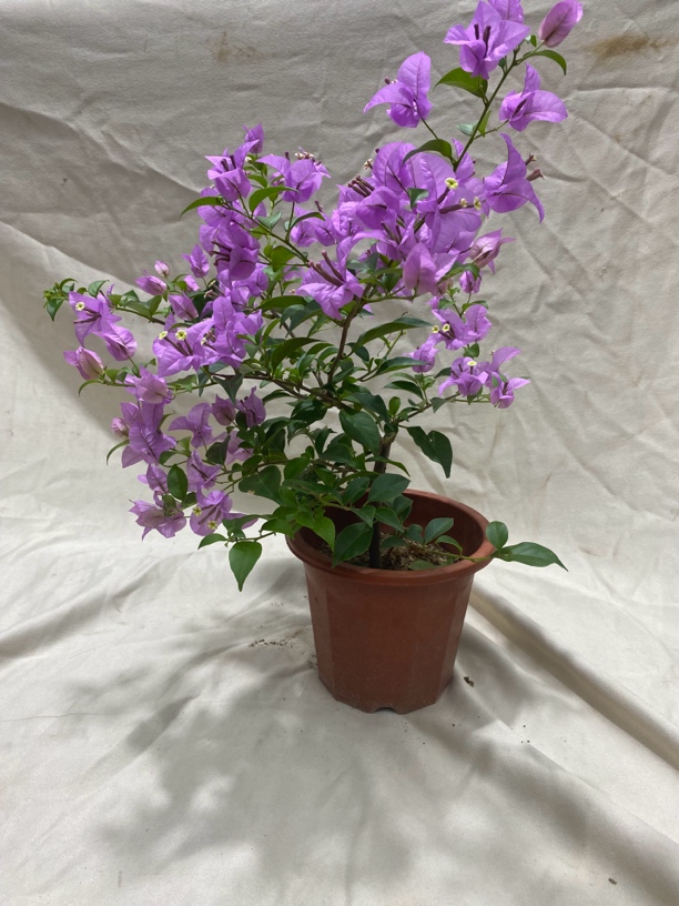 一物一拍【巴西紫】三角梅勤花品种