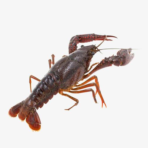 【鲜活】龙虾约500g/份