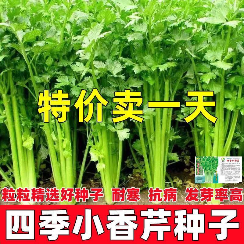 【次日发】四季小香芹种子浓香芹菜种籽实心小香芹花卉种子蔬菜种子