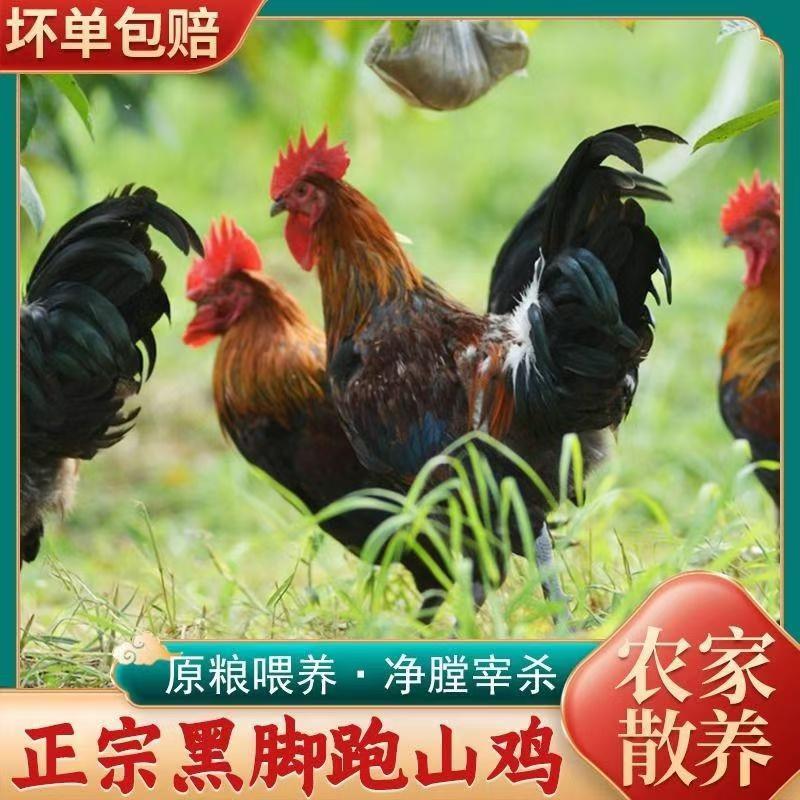 【顺丰冷链包邮】农村放养大公鸡农家散养鸡肉质鲜嫩2只整箱6斤左右
