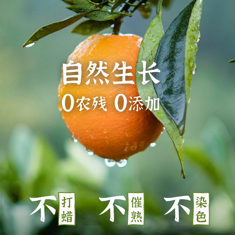 【礼橙农夫果园】江西正宗赣南脐橙10斤装新鲜脆甜多汁水果产地直发