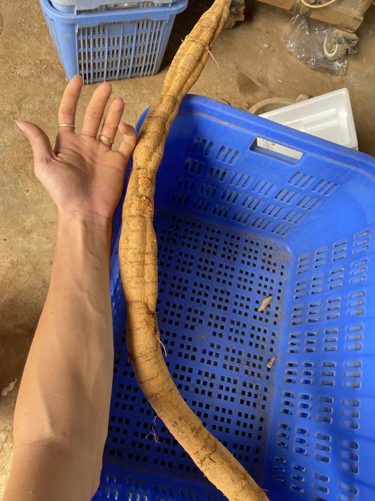 牛大力大牛粉质滋补煲汤养身金钟根中药材泡酒牛大力500g
