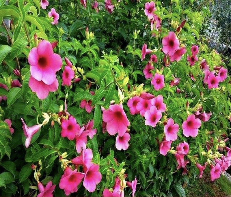 紫婵花黄婵花多年生木本盆栽花朵鲜艳阳台庭院耐热花期长易养活