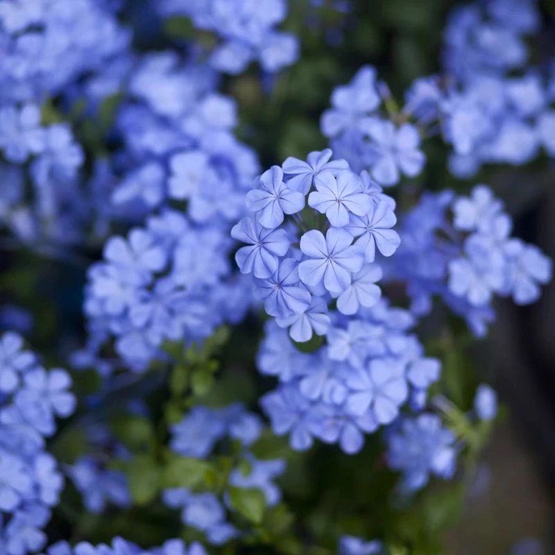 蓝雪花带花苞四季开花好养室内外阳台庭院花卉盆栽