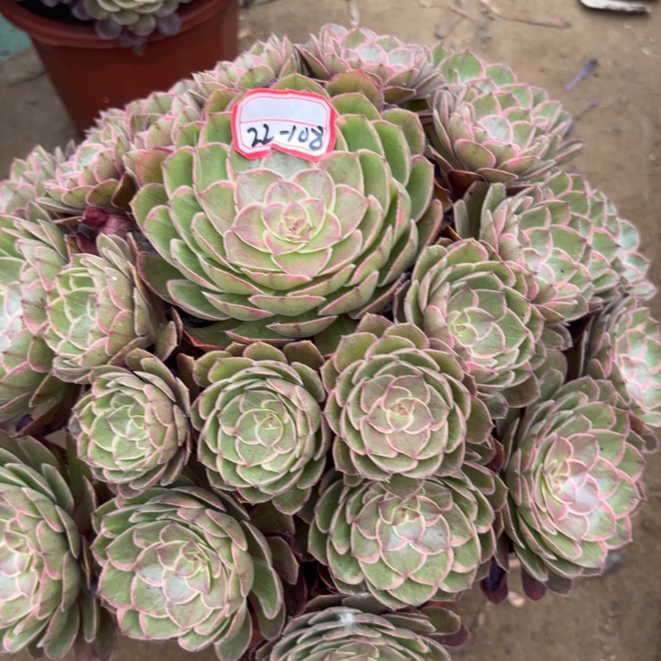 【闪购商品】22-108莲花座多肉