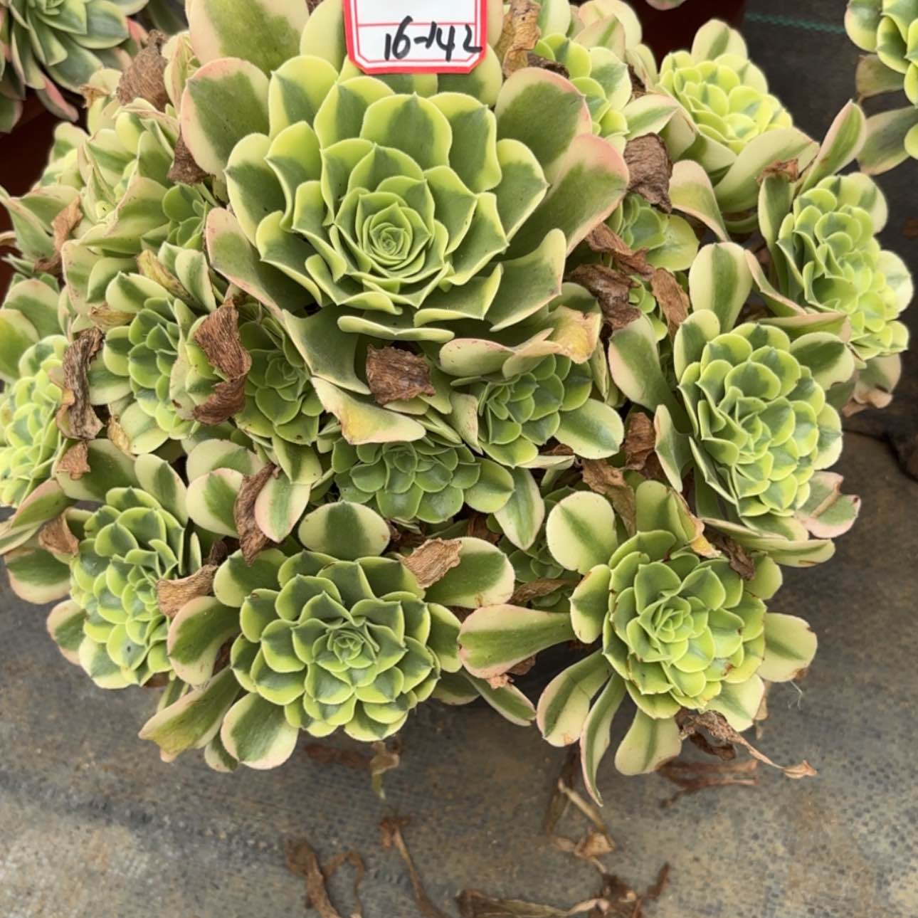 【闪购商品】16-142绿豆沙多肉