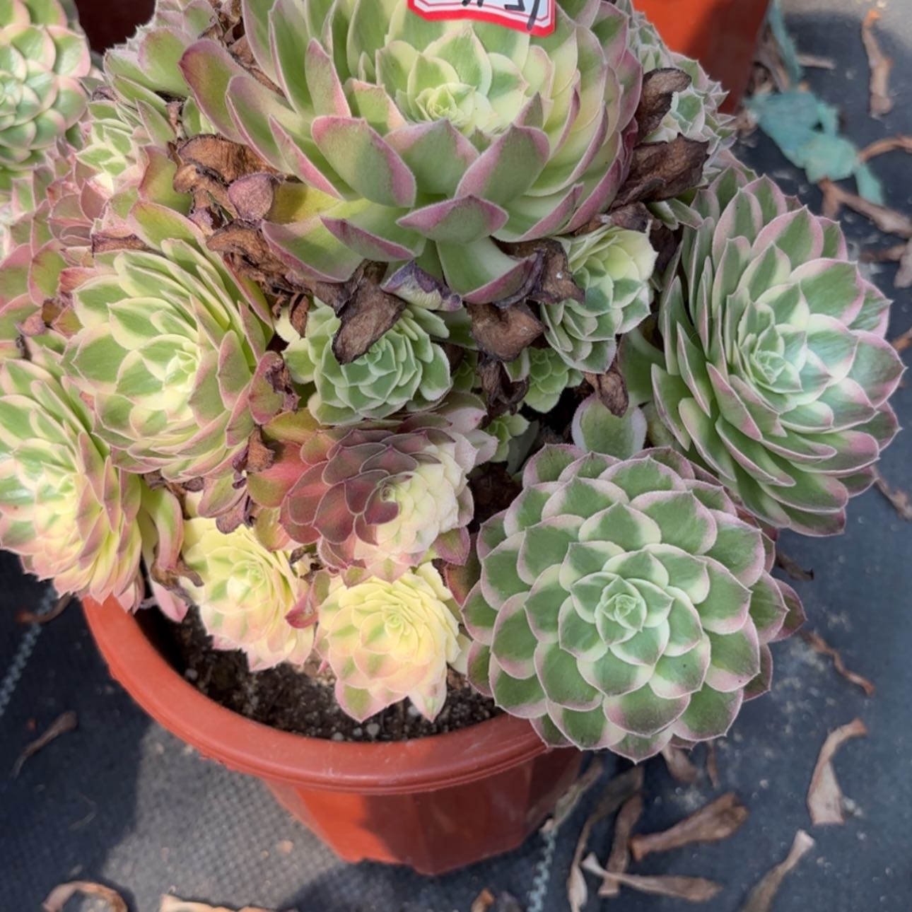 【闪购商品】31-51海王多肉
