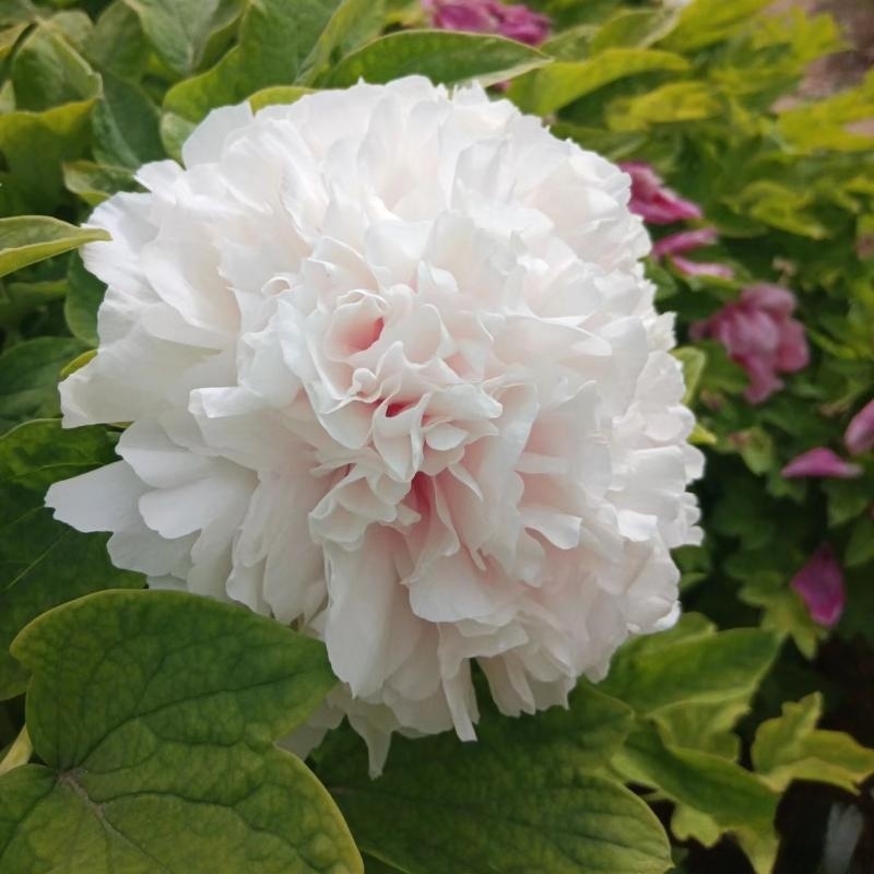 白牡丹天花板【白雪塔】 洛阳观赏重瓣牡丹 庭院花园 观赏耐寒花卉