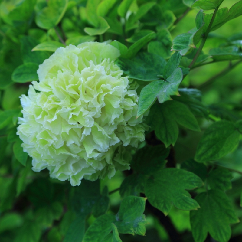 四大名品绿牡丹洛阳正宗观赏重瓣牡丹花园庭院室外耐寒花卉