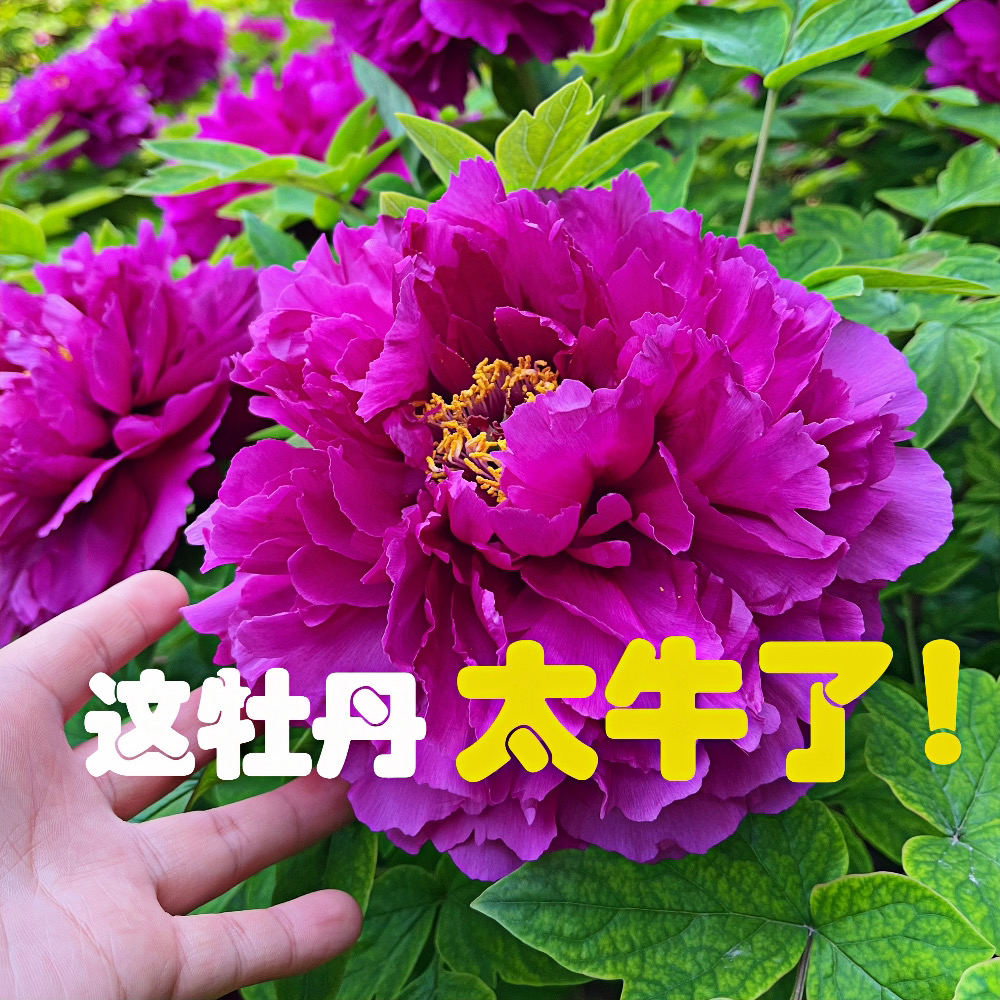 紫红色牡丹【洛阳红】以洛阳命名正宗观赏重瓣牡丹庭院花园耐寒花卉