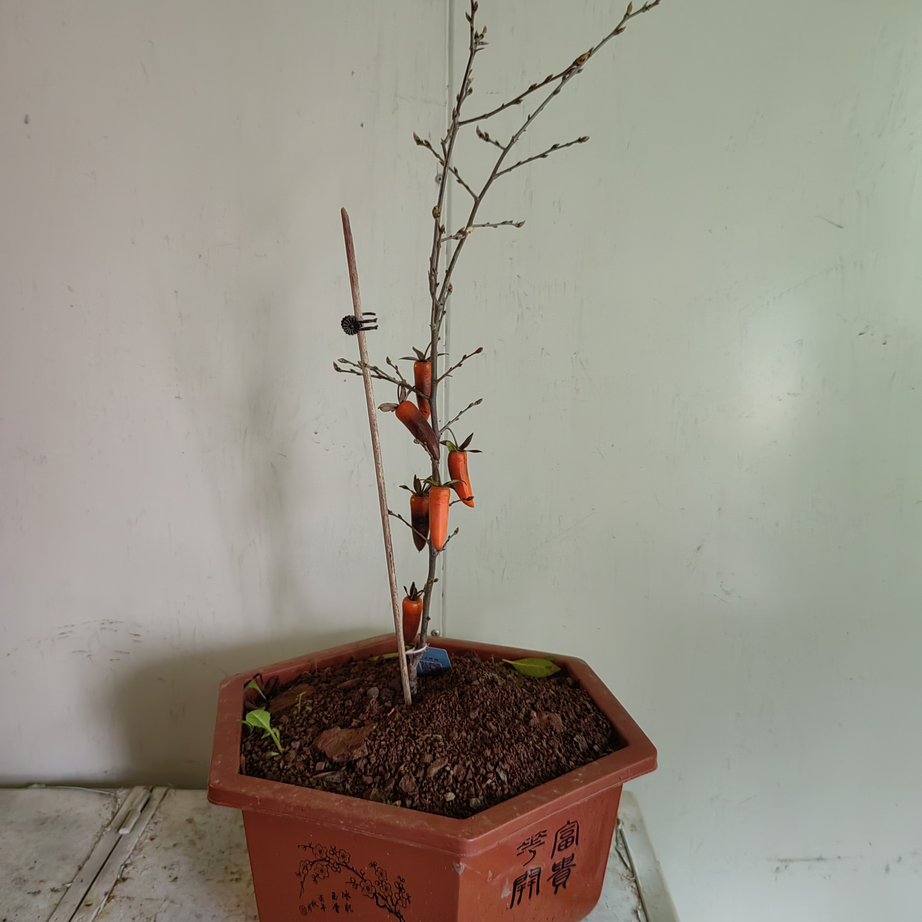 盆景金弹子直播间购物一物一拍