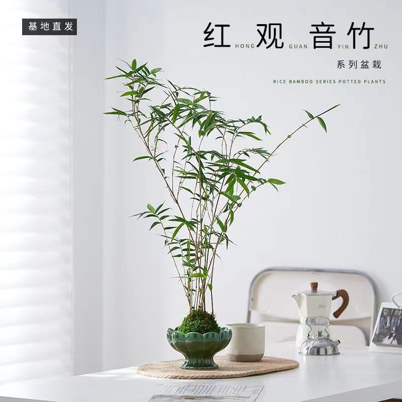 （一物一拍) 红竹红观音 苔藓球观叶植物 美观好养护 四季常青 