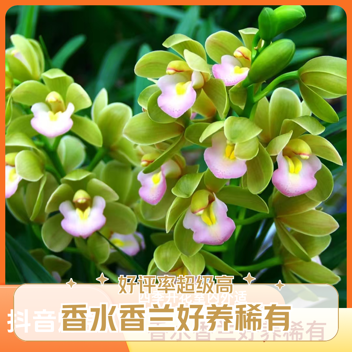 国兰名品【10苗香水香兰5-8花剑】室内外精品兰花香味浓花期长好养