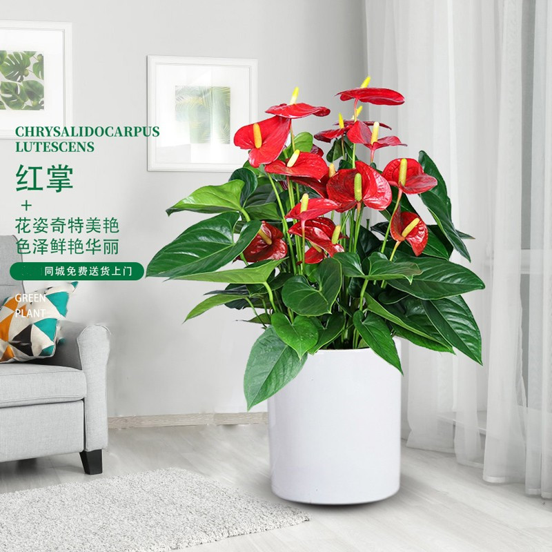 红掌盆栽一帆顺风客厅水培花卉植物大苗办公室内鸿运当头白掌绿植
