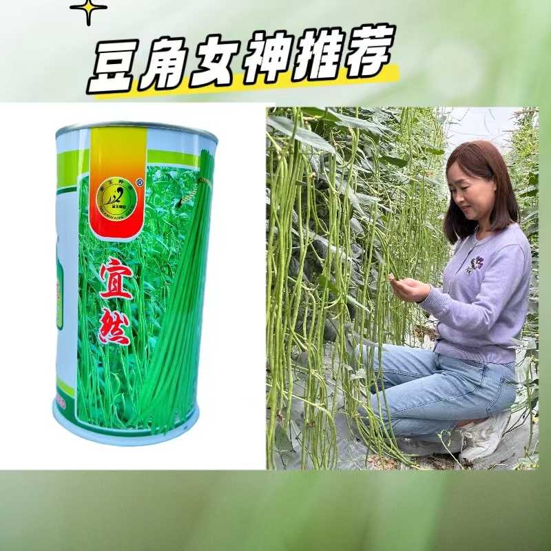 全王宜然豇豆种子，翠绿色、小叶型植株长势，条长顺直早熟高产播种