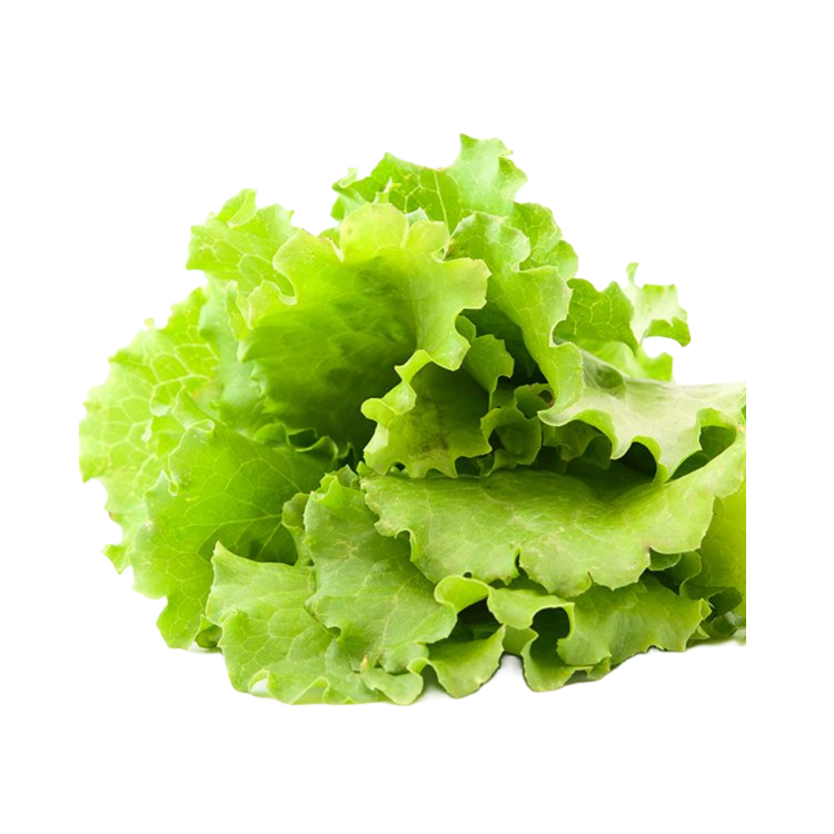 新鲜生菜500g/份