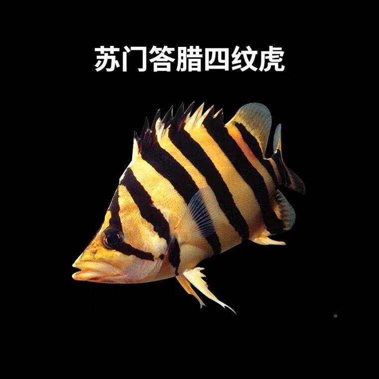 泰北三纹虎鱼苏门答腊虎印尼虎泰国虎活鱼热带鱼观赏鱼四纹虎苗