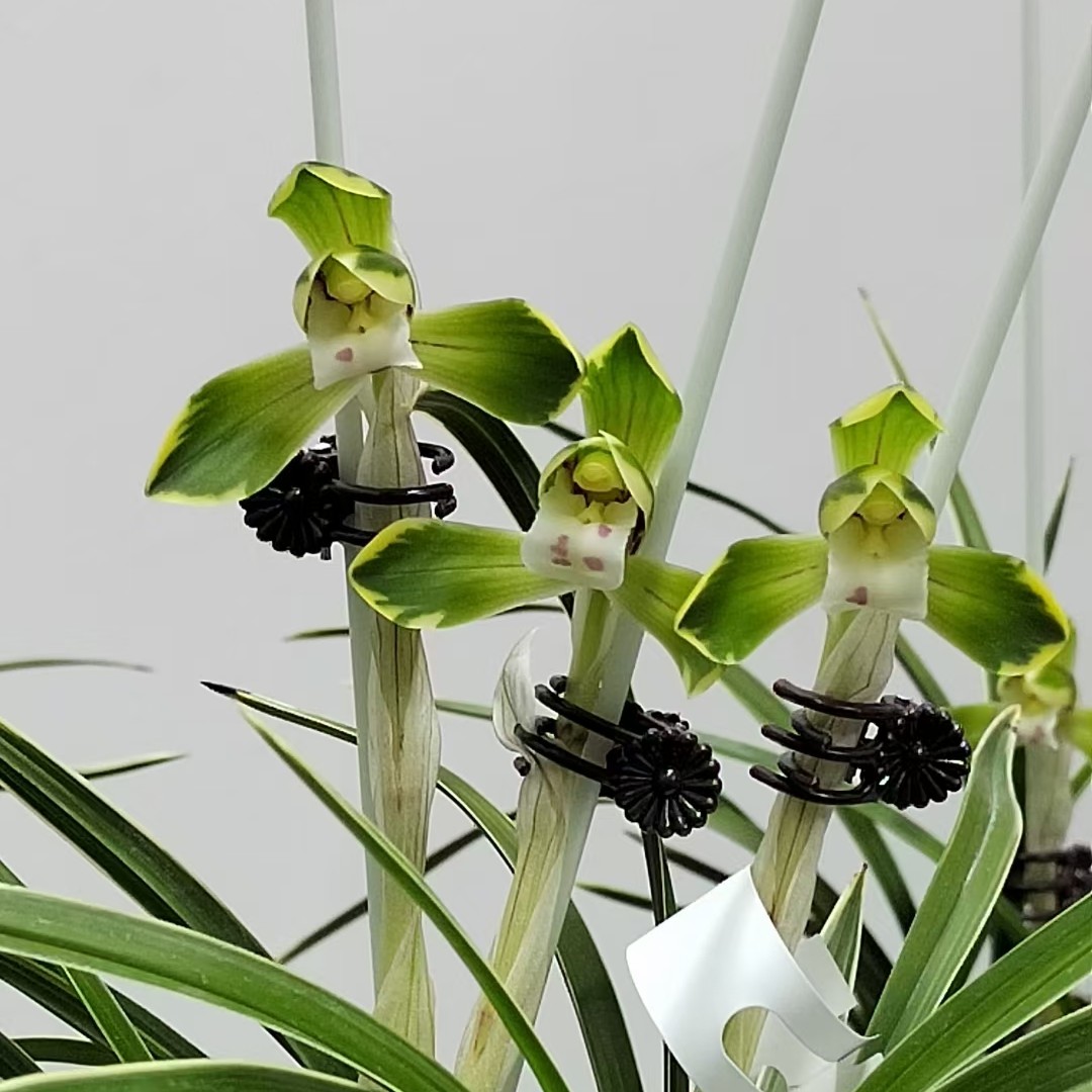 春兰品种天山雪草盆景草带花苞兰草绿植盆栽兰花室内绿植精品